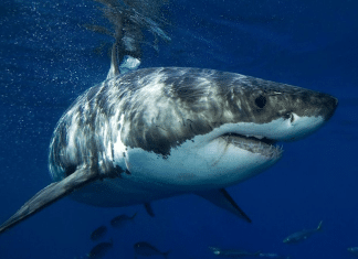 Estudio revela que los tiburones de gran tamaño se cazan entre sí Descubrimiento revela que grandes tiburones blancos depredan a otros tiburones.