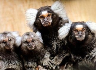 Monos tití se llaman por nombres entre sí Monos tití tiene una forma de comunicación avanzada en sus colonias.