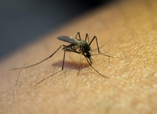 Nicaragua conforma brigadas comunitarias para prevenir el Dengue Brigadas realizaran diferentes acciones para combatir al mosquito transmisor del dengue.