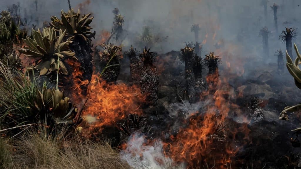 Incendios forestales sin precedentes golpean 22 regiones en Perú.