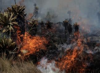 Incendios forestales en Perú dejan 22 regiones afectadas