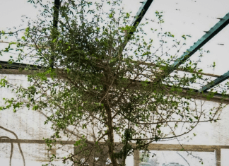 Científicos logran germinar una semilla con mil años de antigüedad La semilla fue descubierta hace 40 años y fue plantada en 2010, luego germinó hasta convertirse en árbol de 3 metros de altura.