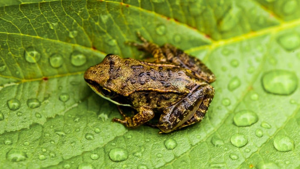 El segundo sapo más pequeño del mundo conocido como “sapo pulga” fue descubierto en Brasil.