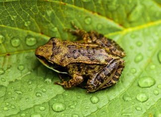 Descubren el segundo sapo más pequeño del mundo en Brasil El segundo sapo más pequeño del mundo conocido como “sapo pulga” fue descubierto en Brasil.