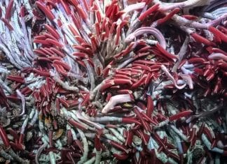 Descubren vida animal en las profundidades del lecho marino a través de un robot Gracias al uso de un robot de inmersión profunda, científicos logran descubrir la existencia de: gusanos tubícolas gigantes, caracoles y gusanos de cerdas.