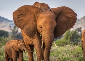 Estudio revela que los elefantes tienen una impresionante capacidad de recordar Los elefantes pueden recordar a sus cuidadores incluso teniendo décadas sin verlos, según estudio.