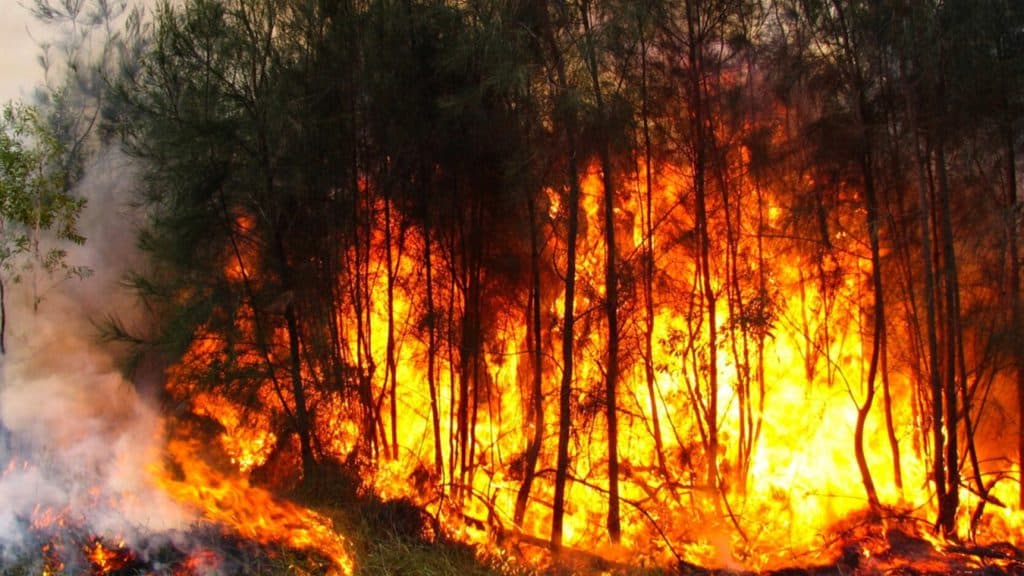 La tala indiscriminada y la quema de pasto fueron las principales causas de los incendios forestales en la Amazonia peruana.