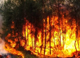 La tala de árboles es la causa de los masivos incendios en la Amazonía peruana La tala indiscriminada y la quema de pasto fueron las principales causas de los incendios forestales en la Amazonia peruana.