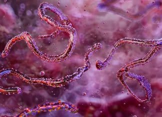 OMS advierte propagación de virus mortal Marburgo en Ruanda Advierten riesgo de propagación del virus mortal Marburgo en Ruanda, tras inicio de brote.