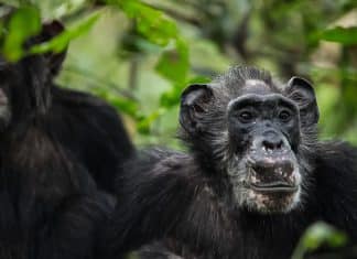 Los chimpancés también sienten la presión del público, revela estudio