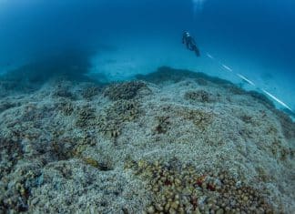 Científicos descubren el coral más grande del mundo en las Islas Salomón El coral más grande del mundo fue hallado en las profundidades de las Islas Salomón, destacando la riqueza natural del Pacífico Sur.