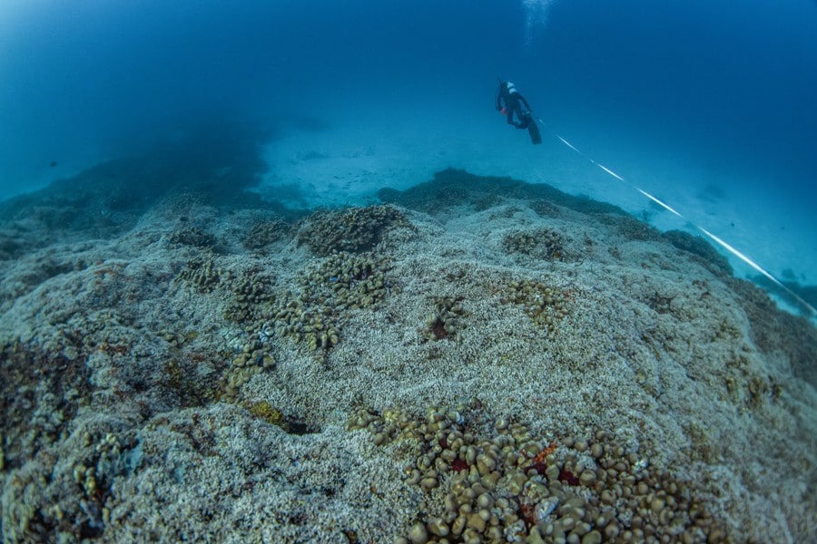 El coral más grande del mundo fue hallado en las profundidades de las Islas Salomón, destacando la riqueza natural del Pacífico Sur.