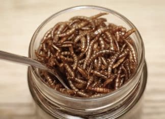 Descubren en África un gusano capaz de consumir y digerir plástico El estudio reveló que los gusanos de la harina menores de África son capaces de consumir y digerir “los desechos plásticos”.