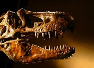 Descubren nueva especie de tiranosaurio rex en México