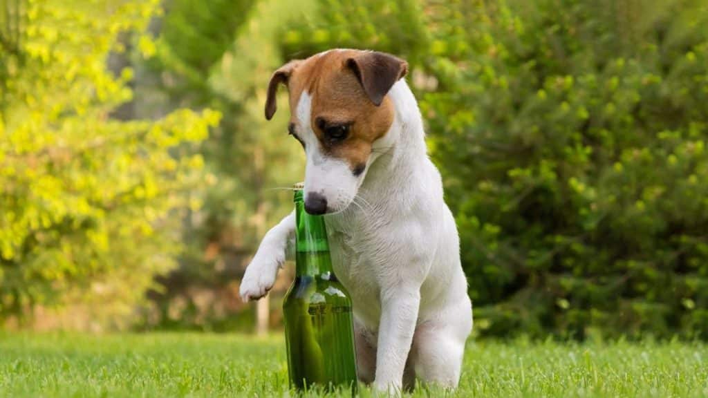 El alcohol en la naturaleza: un ingrediente más en la dieta de muchos animales.