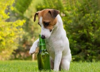 Estudio revela que el consumo de alcohol en animales es una práctica común El alcohol en la naturaleza: un ingrediente más en la dieta de muchos animales.