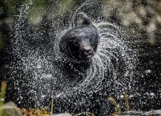 La razón por la que los animales se sacuden cuando están mojados