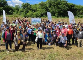 Nicaragua crea una nueva variante de Maíz Blanco Nueva variedad de maíz blanco, presentado por Nicaragua, destaca por su resistencia a diversas plagas.