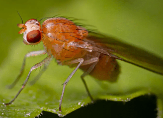El consumo de alcohol en animales es más frecuente de lo que se creía El consumo de alcohol en el reino animal es un fenómeno que ocurre con mayor frecuencia de lo que se había estimado anteriormente.