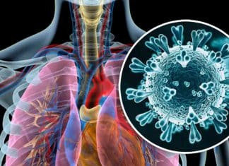 India reporta tres casos de metapneumovirus humano Metapneumovirus humano (HMPV) es detectado en tres infantes en la India.