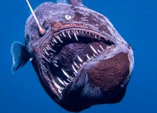 El diablo negro emerge por primera vez a la superficie en Canarias Histórico avistamiento en aguas de Canarias, del diablo negro.