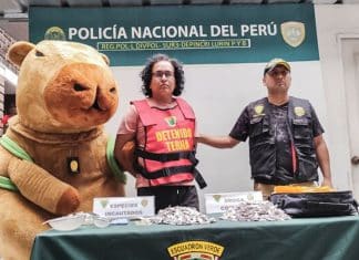 Policía con disfraz de capibara captura a narcotraficante en Perú