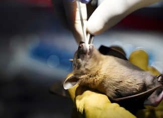 Nuevo coronavirus de murciélago se transmitiría a humanos