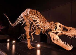 Paleontólogos reconstruyen vida prehistórica Ciencia y tecnología se unen, para reconstruir sus desplazamientos a partir de fósiles y huellas, através de la paleontología.