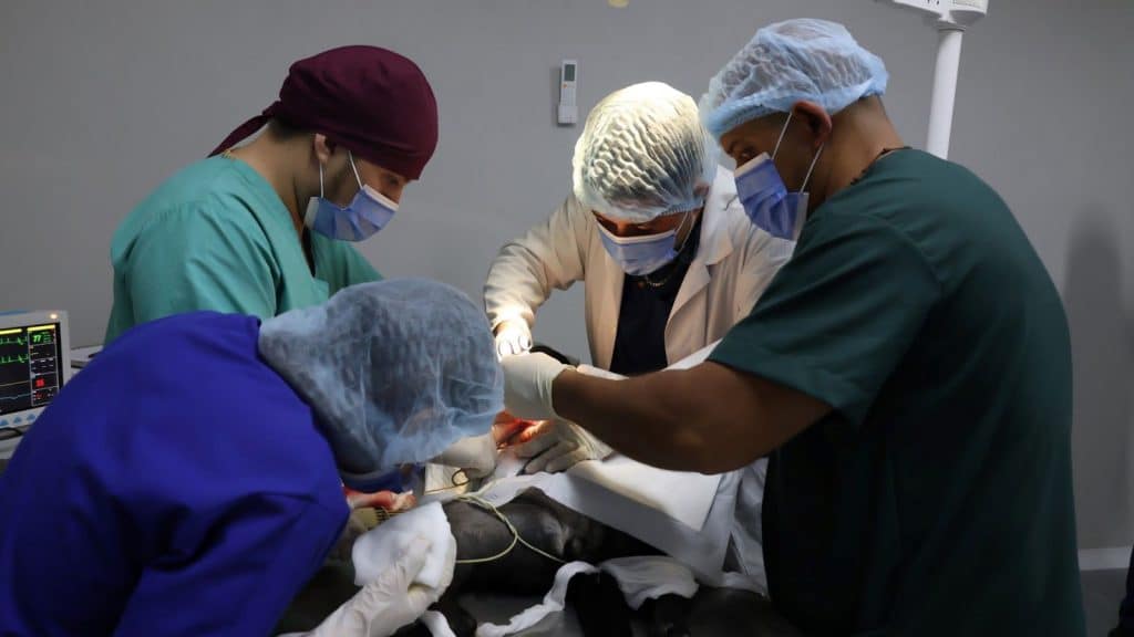 Hospital veterinario de Nicaragua atiende a más de 2, 000 mascotas de diversas especies