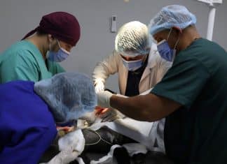 Hospital Público Veterinario de Nicaragua desarrolla con éxito sus atenciones   Hospital veterinario de Nicaragua atiende a más de 2, 000 mascotas de diversas especies