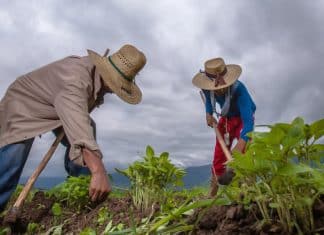 Nicaragua afianza seguridad y soberanía alimentaria con plan agropecuario 2025-2026