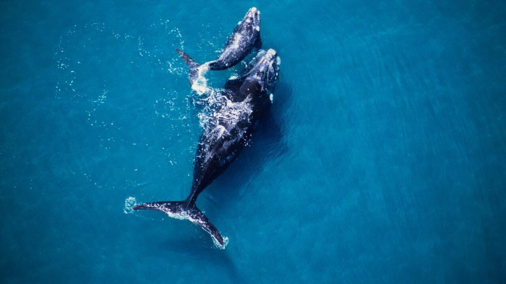 Descubren conducta inédita en mamíferos marinos: “allokelping”.