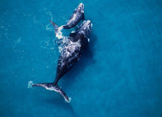 Orcas usan algas como herramienta para exfoliarse, revela estudio Descubren conducta inédita en mamíferos marinos: “allokelping”.