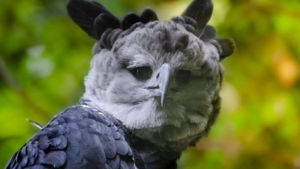 Primera evidencia en 20 años de un nacimiento de águila harpía.