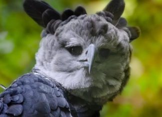 Reaparece águila harpía tras más de 20 años Primera evidencia en 20 años de un nacimiento de águila harpía.