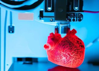Avance científico acerca la impresión 3D de corazones humanos Desarrollan herramienta para diseñar redes vasculares complejas con fines médicos.