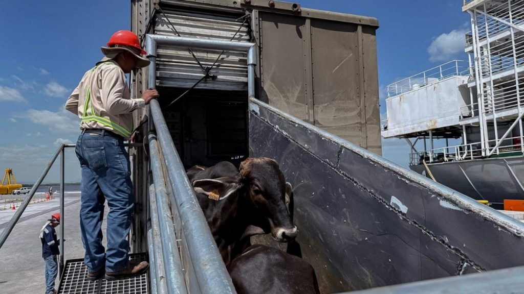  Nicaragua reanuda exportación de ganado en pie hacia México