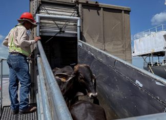 Nicaragua y México reanudan comercio ganadero con éxito Nicaragua reanuda exportación de ganado en pie hacia México