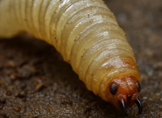 EEUU confirma primer caso de gusano barrenador en humanos