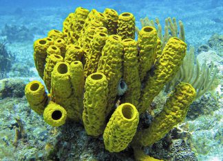 Las esponjas marinas fueron los primeros animales del planeta