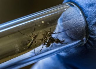 Brasil inaugura planta de mosquitos para combatir el dengue