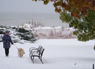 Histórica ola de frío congela Estados Unidos Hasta las iguanas caen de los árboles por el impacto del frío extremo.