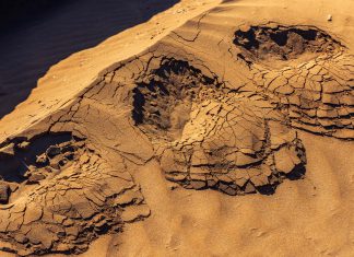 Paleontólogos documentan 16.600 huellas de dinosaurios en Bolivia Toro Toro alberga el mayor registro de huellas de terópodos del mundo