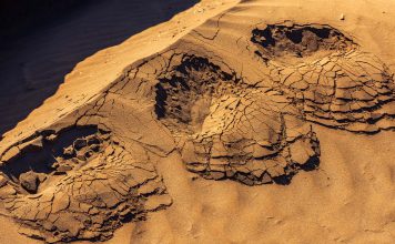 Paleontólogos documentan 16.600 huellas de dinosaurios en Bolivia Toro Toro alberga el mayor registro de huellas de terópodos del mundo