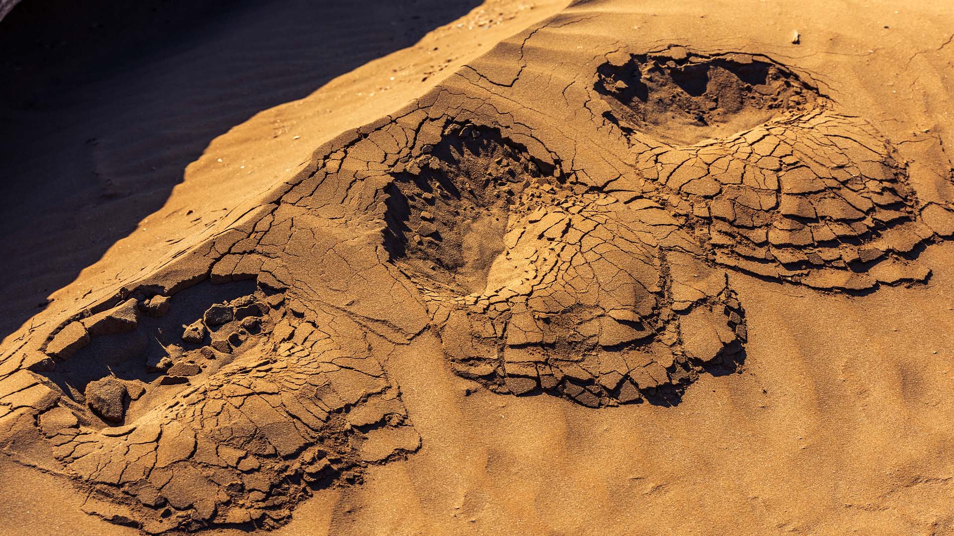 Paleontólogos documentan 16.600 huellas de dinosaurios en Bolivia