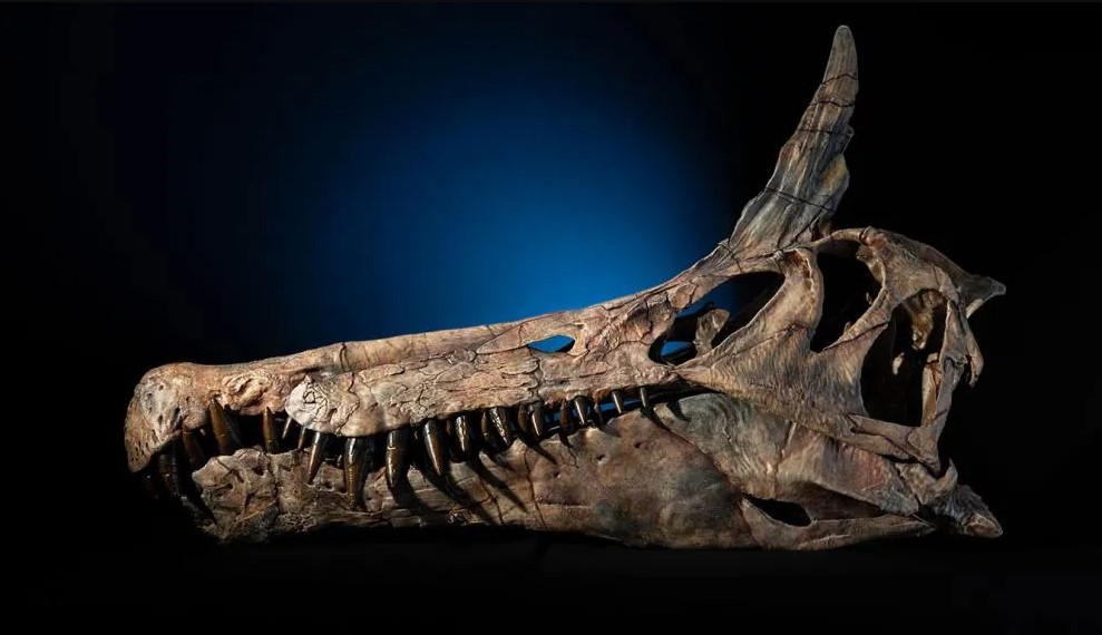 Cráneo del nuevo Spinosaurus mirabilis