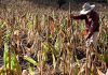 Calor extremo amenaza seguridad alimentaria, advierte ONU Más de 1.000 millones de personas podrían ver en riesgo sus medios de vida sin medidas urgentes