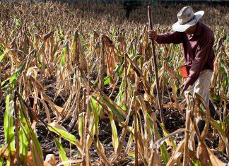 Calor extremo amenaza seguridad alimentaria, advierte ONU Más de 1.000 millones de personas podrían ver en riesgo sus medios de vida sin medidas urgentes