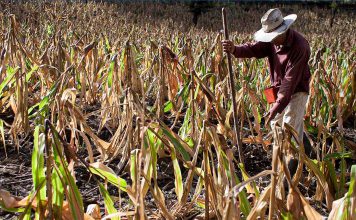 Calor extremo amenaza seguridad alimentaria, advierte ONU Más de 1.000 millones de personas podrían ver en riesgo sus medios de vida sin medidas urgentes
