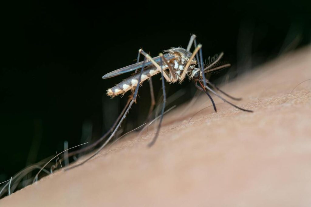 Científicos prueban mosquitos modificados genéticamente para frenar infecciones